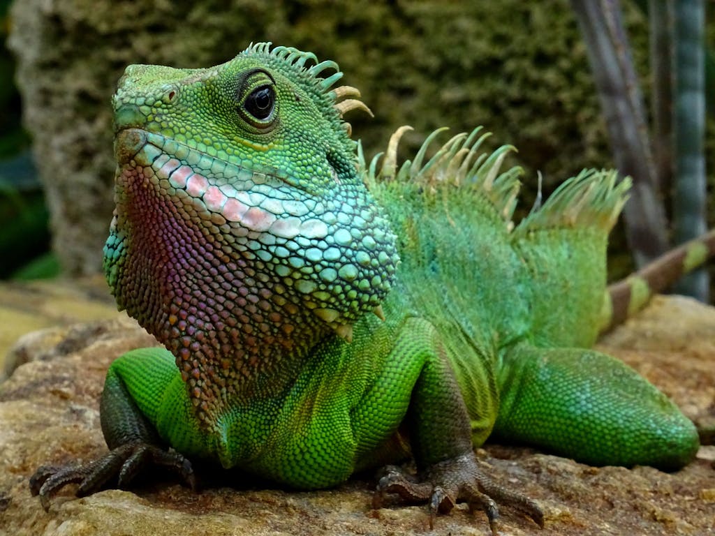 Detailed image of a green iguana in natural setting showcasing its colorful scales.